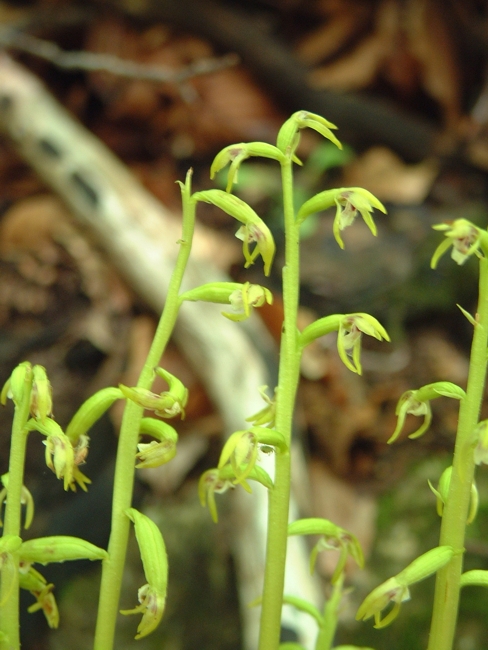 Corallorhiza trifida / Coralloriza